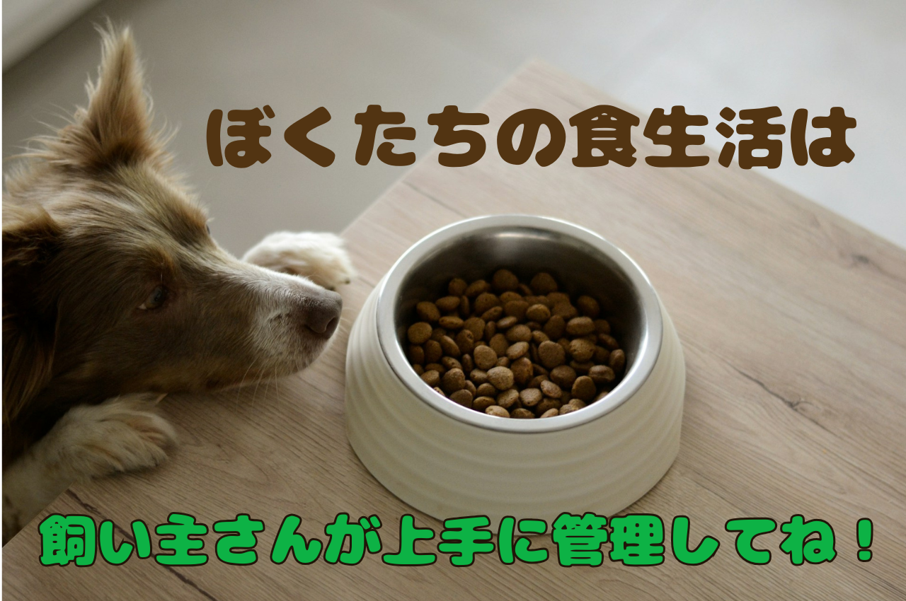 合わなくて残ったドッグフード・虹の橋を渡った愛犬の余ったフードは 