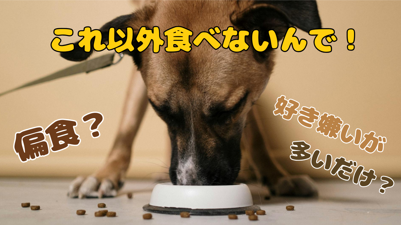 合わなくて残ったドッグフード・虹の橋を渡った愛犬の余ったフードは 