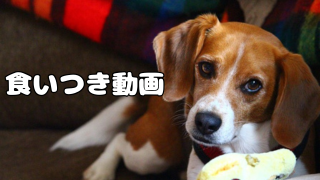 食いつき動画